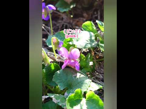 香りのよいスミレ 植物