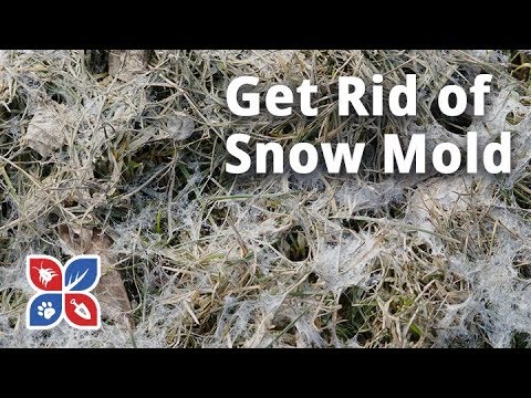  Do My Own Lawn Care - How to Get Rid of Snow Mold Video 