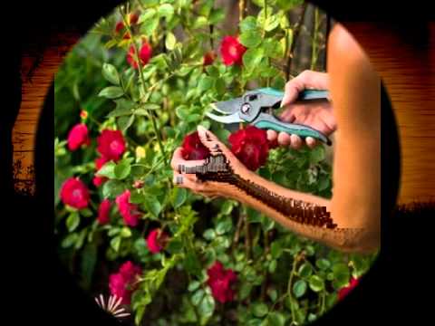 VanLalSailoa - Rose Par Rim Tui