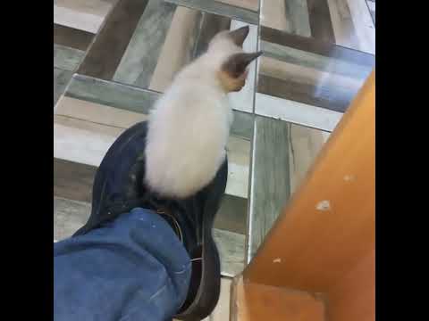 +541132313985 pilar buenos aires Argentina