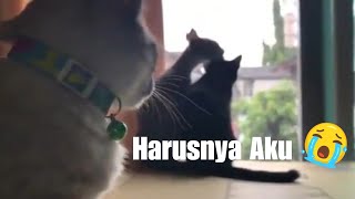 Download lagu Status WA Harusnya Aku Armada mp3