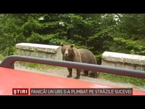 Panica Un urs s a plimbat pe strazile Sucevei