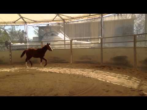 INFERNO KF (Crespo VDL/Great Pleasure/Octrooi)