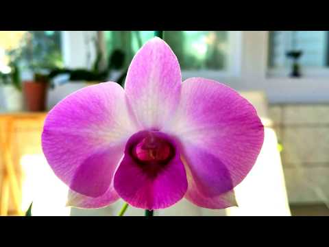 Tips to keep your orchids happy and healthy through the winter.
