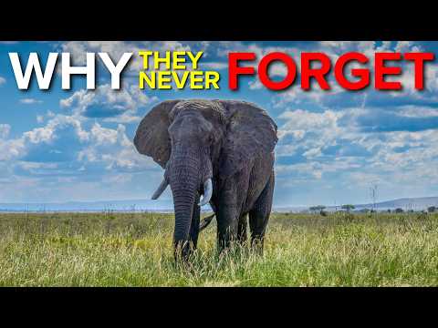 Why Elephants Never Forget?
