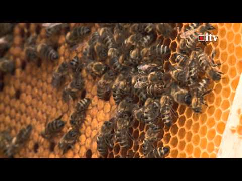 Urziceni Padure - Informatia TV (HD)