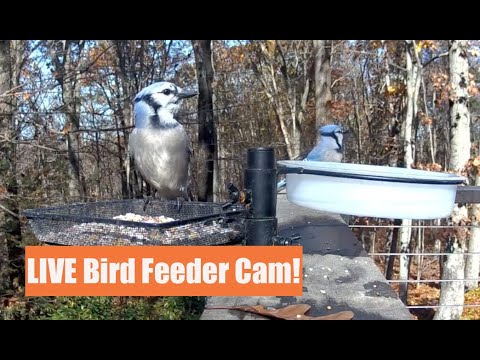 Live Birdfeeder Cam