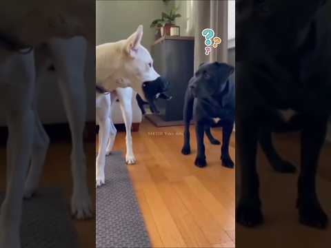 ஏண்டா டேய் பல லட்சம் செலவு பண்ணி கல்யாணம் பண்ணுனா#dogshorts#funnytalk#dogfunnyshorts#comedy#viraldog