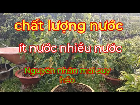 Chất lượng nước, ít nước, nhiều nước, nguyên nhân mai suy héo.