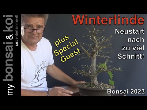 Bonsai 2023-4 - Winterlinde - Tilia cordata - ein Klassiker mal wieder auf dem Tisch