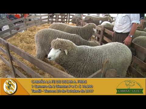 20-10-17 Venta de Carneros - Cabaña La Fe de Oscar A. Frías - Tandil