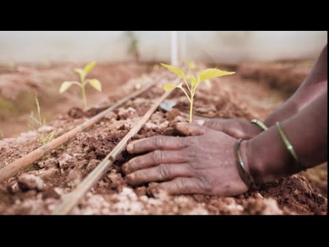 State of Food Security and Nutrition in the World 2022