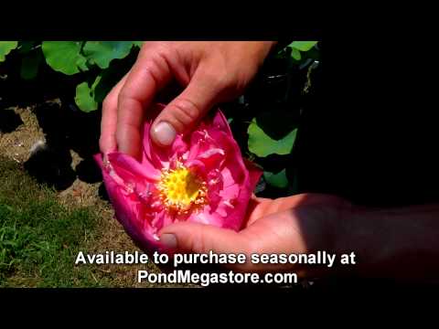 Lotus Apricot Pink water garden pond plants nelumbo chinese Lotus