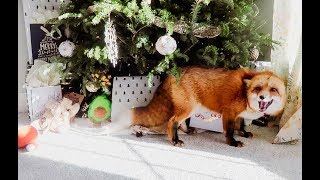 Juniperfoxx| What Do You Give A Fox For Christmas?!