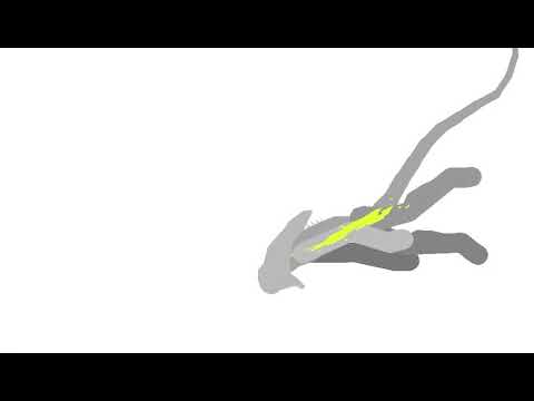 Neomorph Vs Xenomorph (Animation)