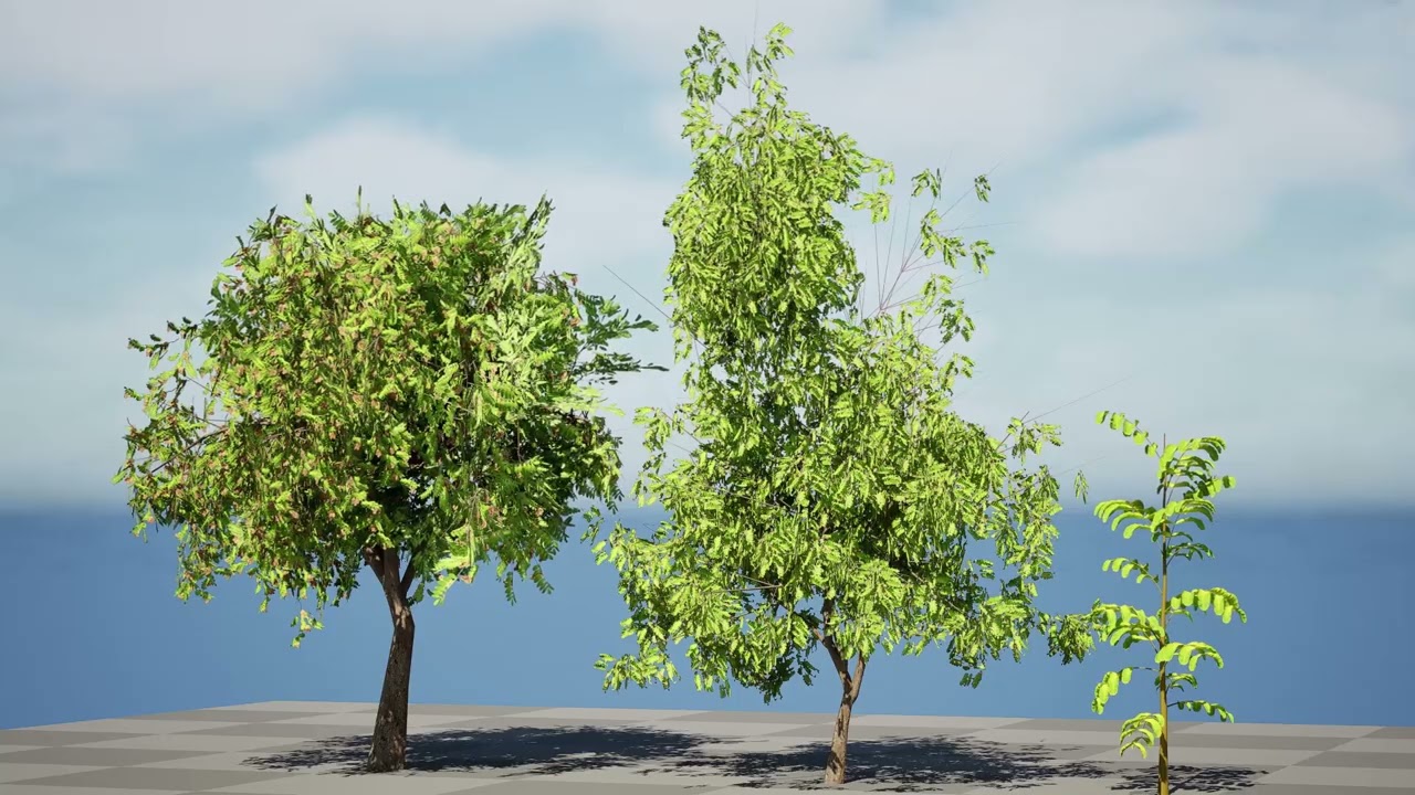 Native Tamarind 3D Model