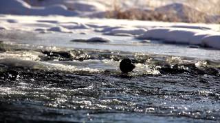 preview picture of video 'Ogden's Rivers Are On The Rise!'