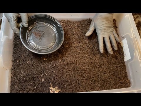 Where to Put Cocoons in a Grow Out Bin