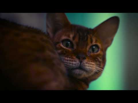 GGM Records - Pass Out (Babygoat, Lildragon) [Official Video]