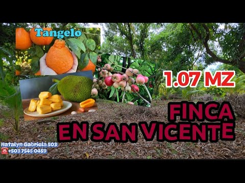 ⛔️RESERVA⛔️ ¡Hermosa Finca con Árboles Frutales en Tecoluca! 1.07 Manzanas a Precio Negociable!! 🍊🏡