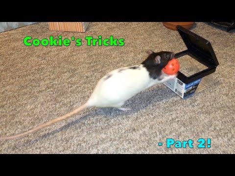 Cookie The Rat's Epic Tricks - Part 2!