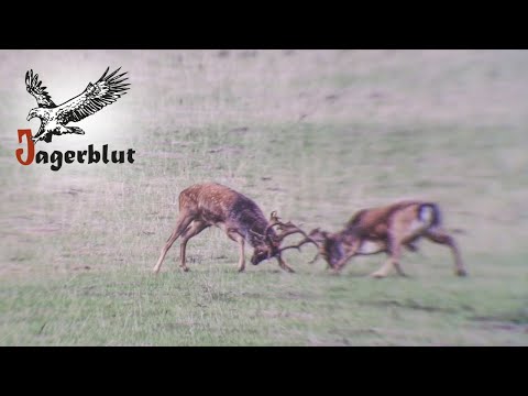 Jagd auf Damhirsche in Rumänien | Jagerblut Jagdreisen