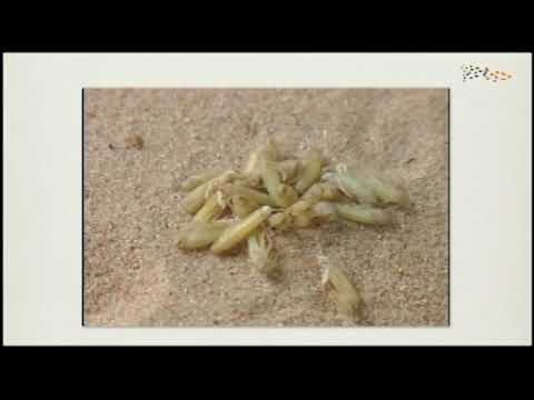 Iain Couzin - "The Principles of Collective Behavior" (C4 Public Lectures)