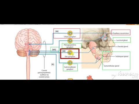 Glossopharyngeal intro 1