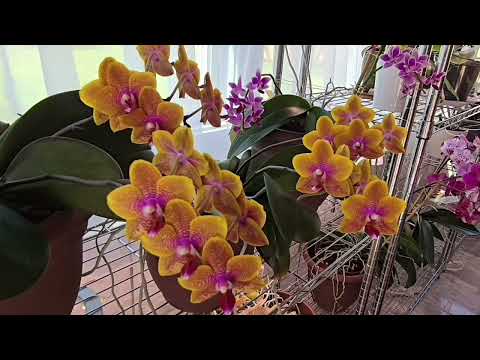 March 2024 Orchid Blooms Tour!  Phalaenopsis Blooms Galore!
