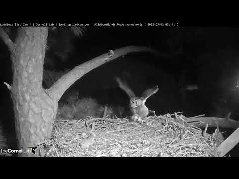 Great Horned Owls Stock The Pantry With Rodents – March 2, 2022