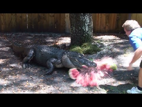 image-How strong is an alligators bite force?