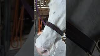 Download lagu Unicornio sin cuerno/ Pegaso sin alas 😃 #unicórnio #pegaso #horse #whitehorses #unicórnios #unicorn mp3