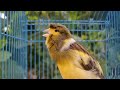 My Gloster Canary Singing Song Training Canaries (Kenari Singing)