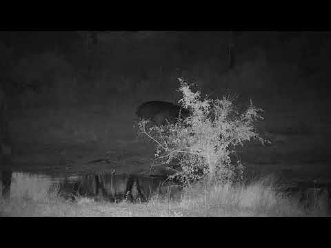 Djuma: Hippos going out to feed - 17:49 - 06/21/21