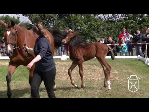 NF299 Hengstfohlen von Casaltino - Clarimo - Heraldik xx