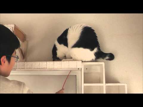 肥満猫のための運動