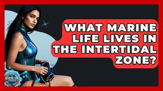 What Marine Life Lives In The Intertidal Zone? - The Marine Life Explorer
