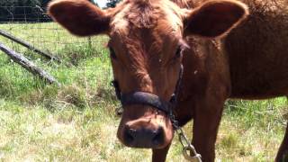 Teaching Our Calf To Lead - Part 4 of 6