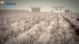 Flower Fields History