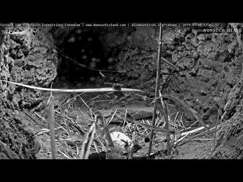 Cahow Expert Jeremy Madeiros's First Visit To Bermuda Cahow Nest – Jan. 10, 2019