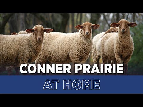 , title : 'Conner Prairie - Monday Meet & Greets - Encounters with Animals - Tunis Sheep'
