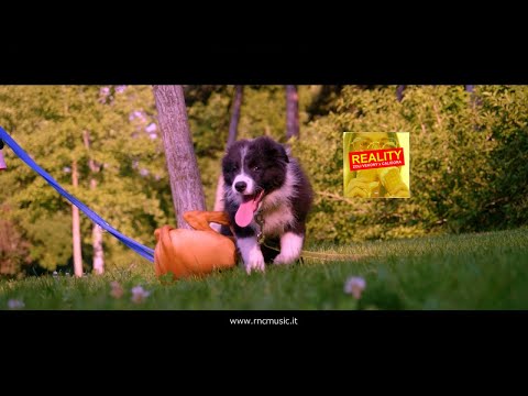 ZOLI VEKONY X CALIDORA - Reality