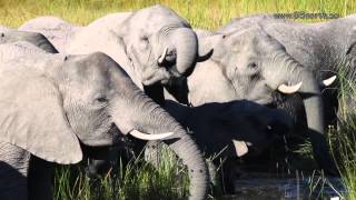 preview picture of video 'Namibia, Bwabwata National Park'