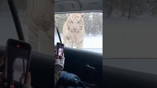 Download lagu Harimau Putih Mengejutkan Turis dengan Anaknya 😳🐯 mp3 Download lagu Harimau Putih Mengejutkan Turis dengan Anaknya 😳🐯 mp3