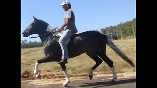 Horse Breeding And Mating Close Up Video #9