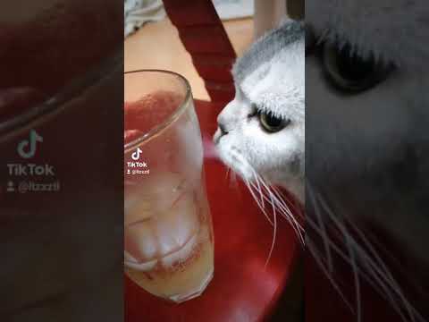 my cat licks sweating glass