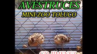 preview picture of video 'AVESTRUCES ( MINI ZOO TOLUCO ) CD JIMENEZ. CHIH.'