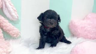 ハーフ犬の動画01