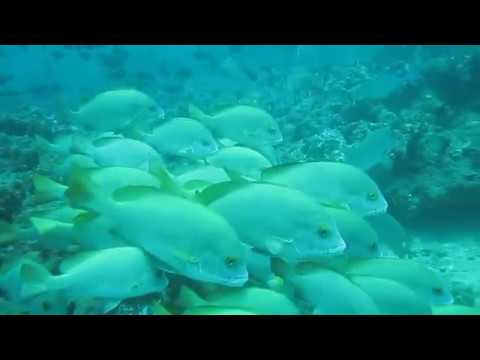 Negombo - a scuba diving paradise in Sri Lanka!