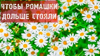 РОМАШКИ! ЧТО ДЕЛАТЬ, ЧТОБЫ РОМАШКИ ДОЛЬШЕ СТОЯЛИ?